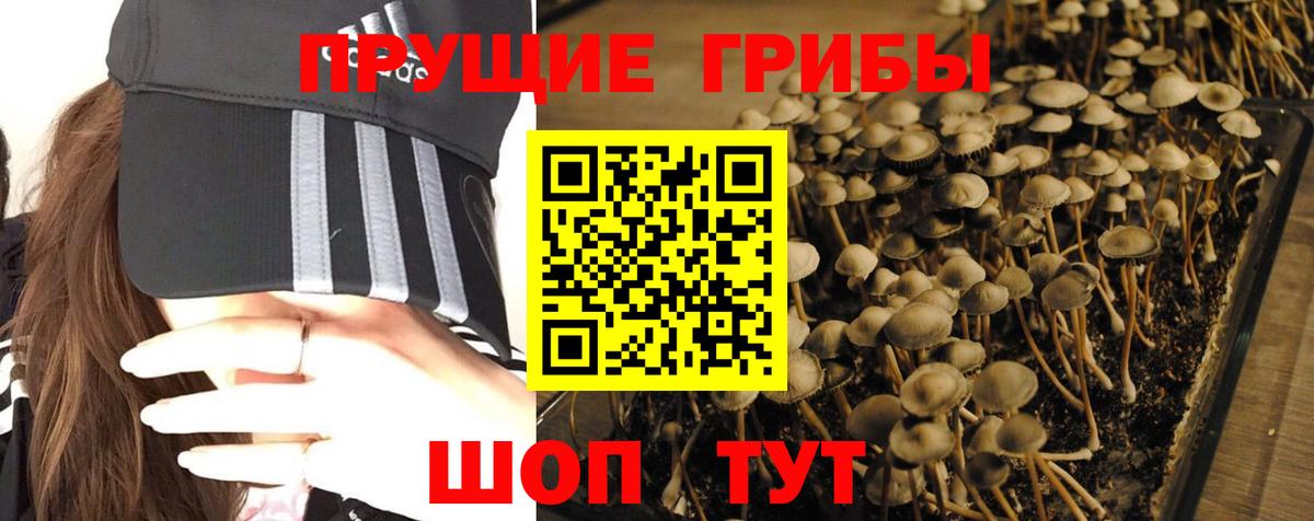 как найти   Вход с VPN  Пенза  Галлюциногенные грибы мухоморы 
